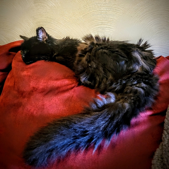 All proceeds from my sales go towards vet bills for this little monster - Picture 4 of 4